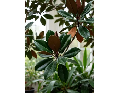magnolia