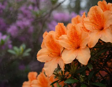 Azalea