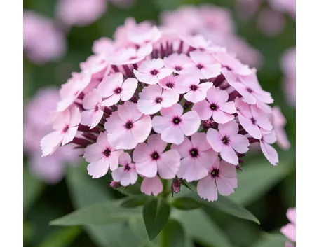 Phlox