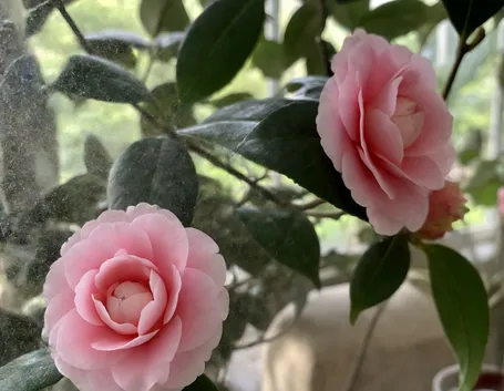 bobbiolo di camelia