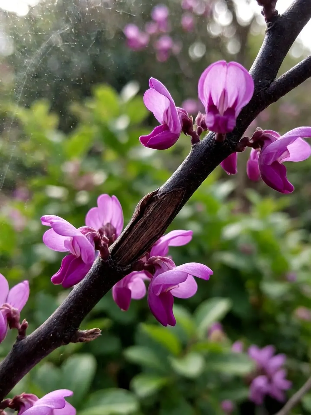 cercis