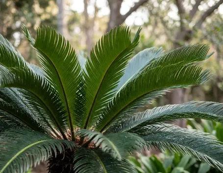 cycas