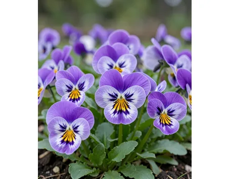 Viole
