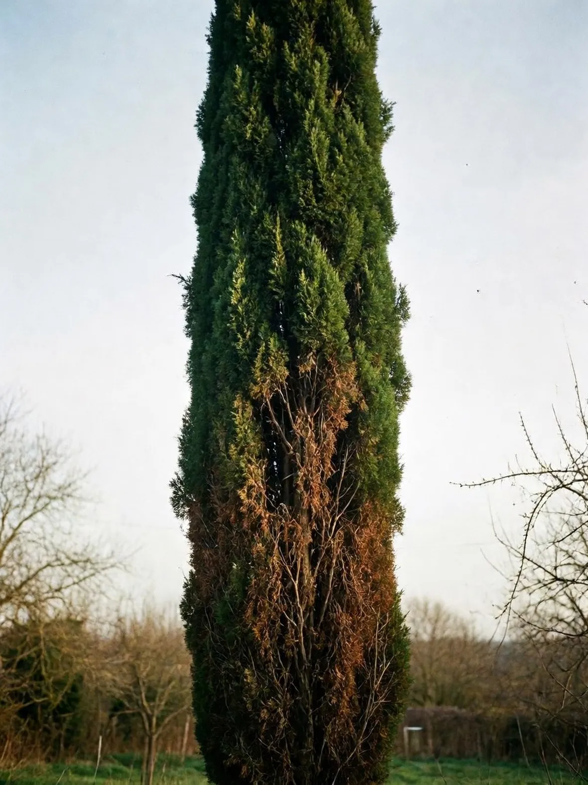 Cipresso malato