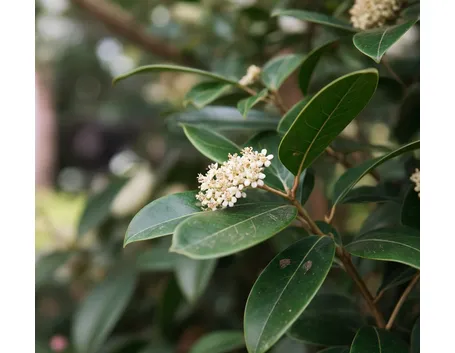 Fotinia fiori