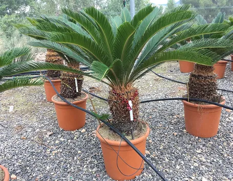cycas