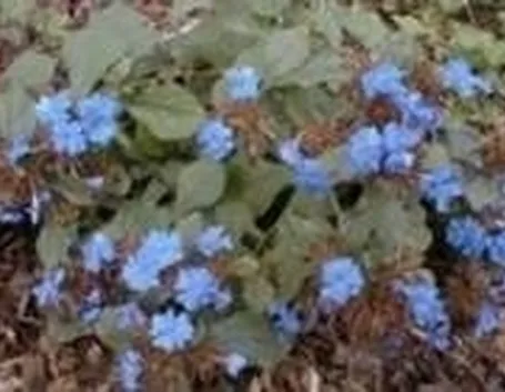 ceratostigma