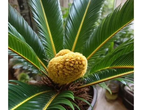 Fiore di cycas
