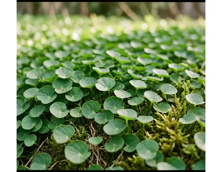 dichondra