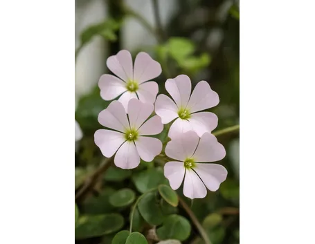Oxalis