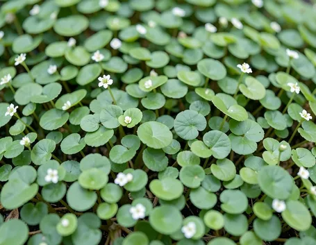 dichondra