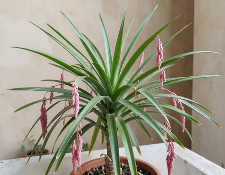 dracena 