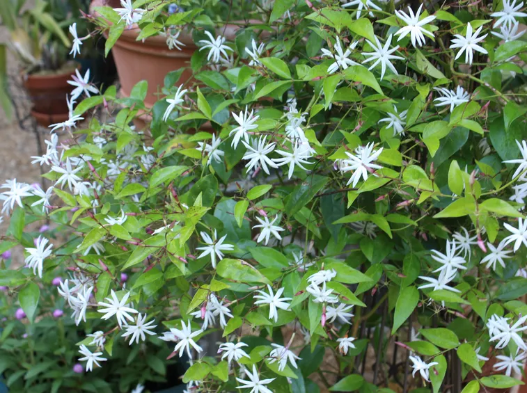 jasminum