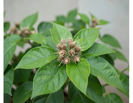 agarista sempreverde