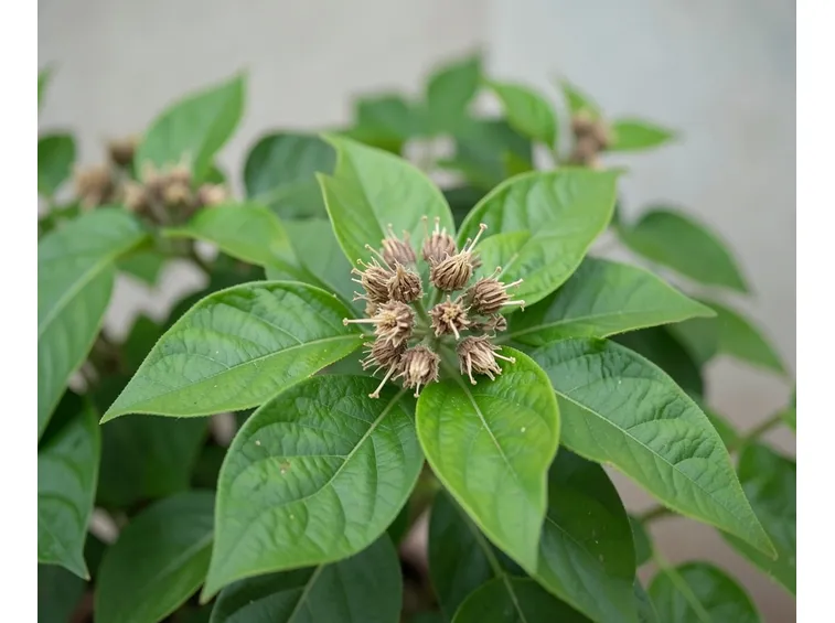 agarista sempreverde