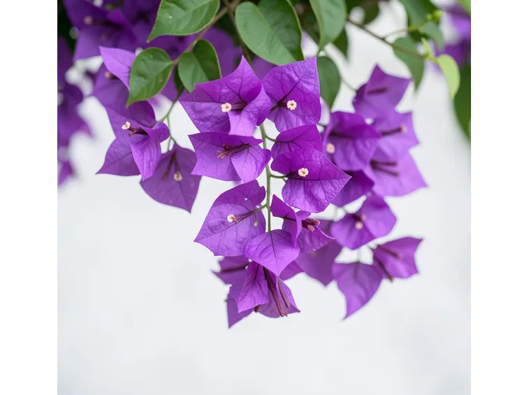 bouganvillee