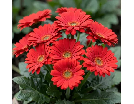 gerbera