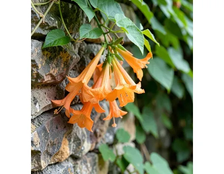 Bignonia