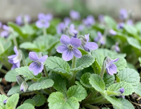 Piante tappezanti da fiore