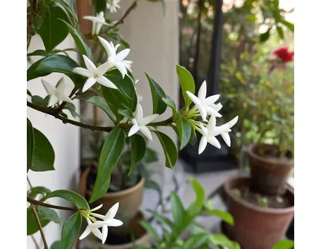 Rincospermum
