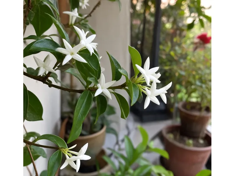 Rincospermum