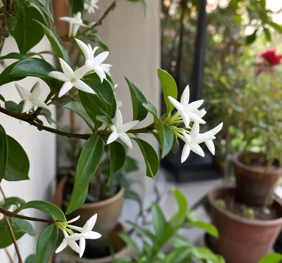 Rincospermum