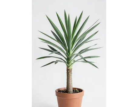 Yucca