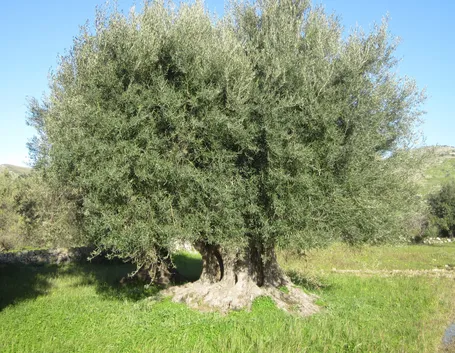 Ulivo