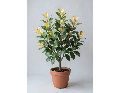 lauroceraso