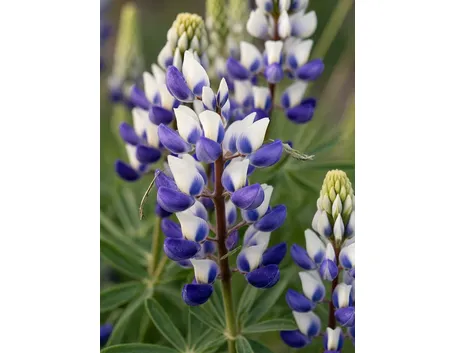 lupini