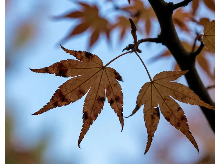 Acer palmatum