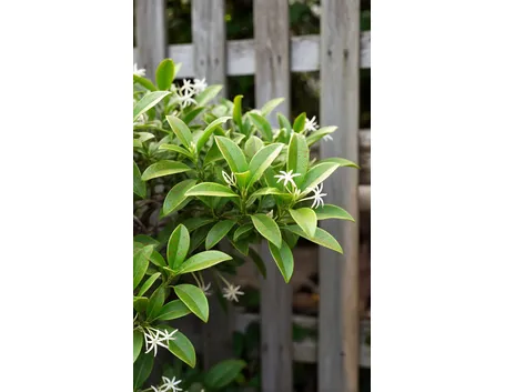 trachelospermum