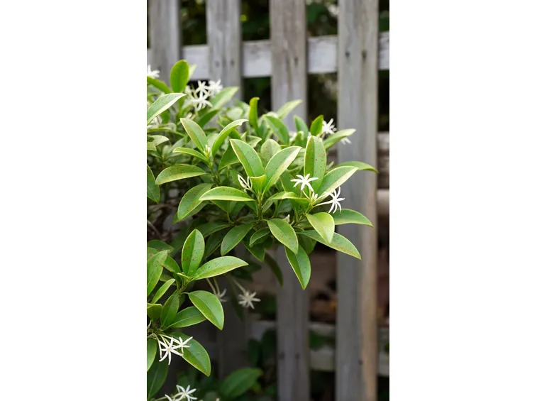 trachelospermum