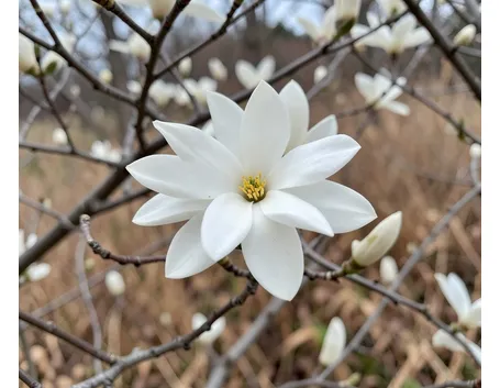 magnolia stellata