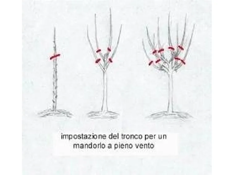 Potatura di formazione