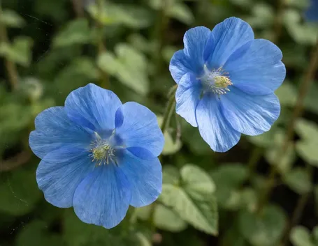 Meconopsis