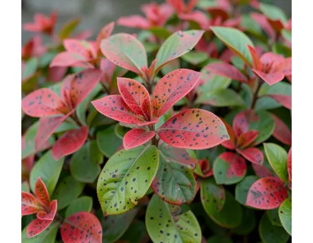 Photinia