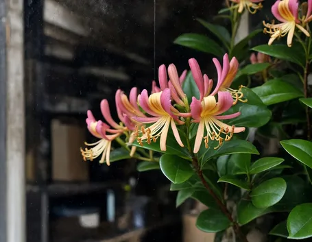 Linicera