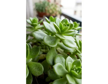 Sedum