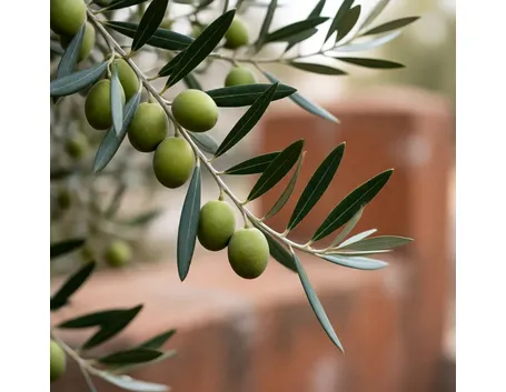 Olive
