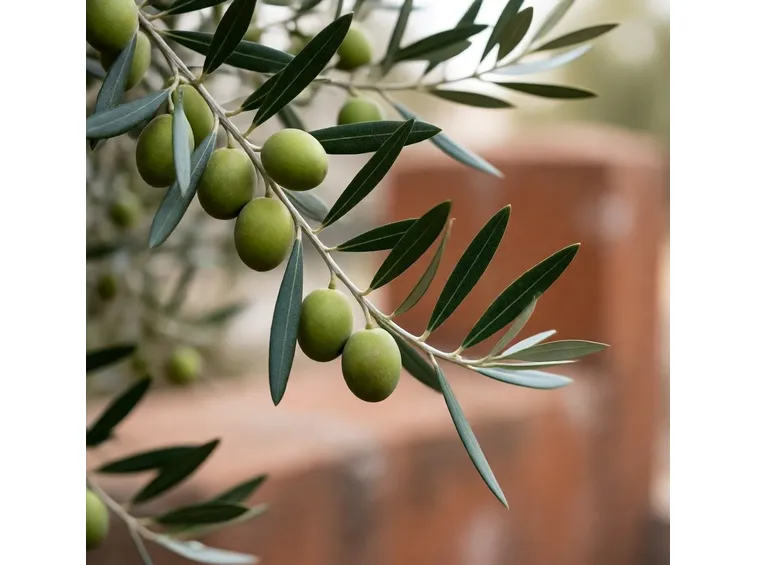 Olive