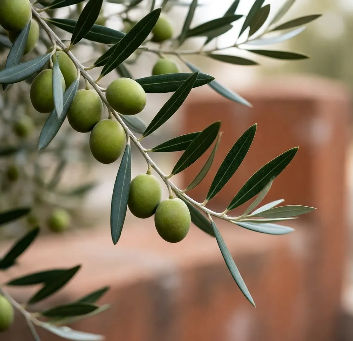 Olive
