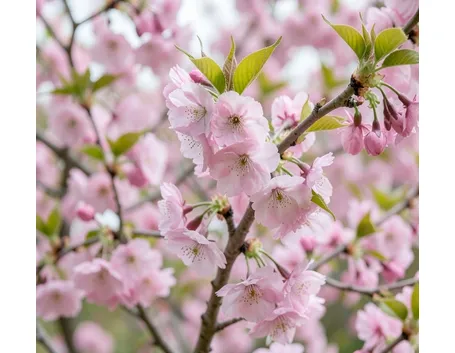 prunus