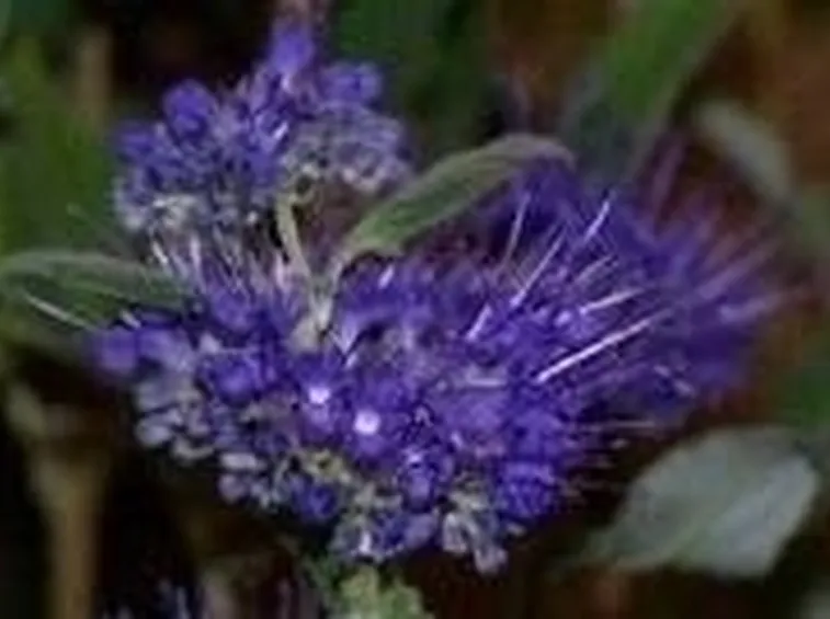 fiore di caryopteris