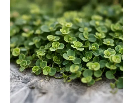 Dichondra