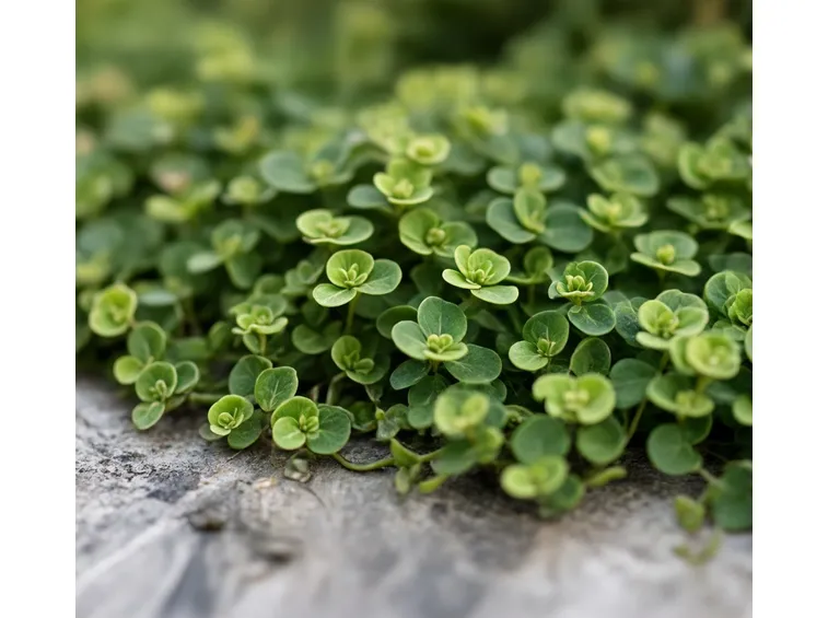 Dichondra