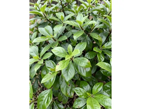 Lauroceraso