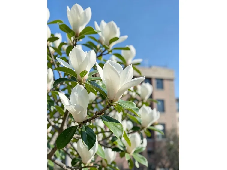 Magnolia