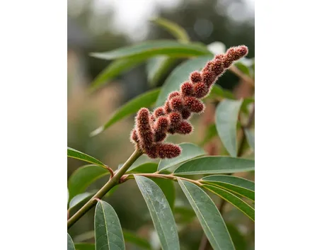 Rhus typhina