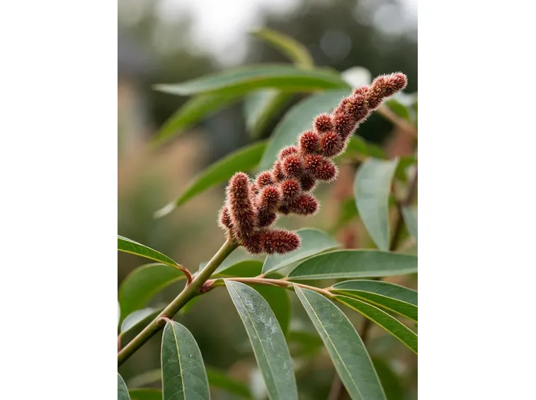 Rhus typhina